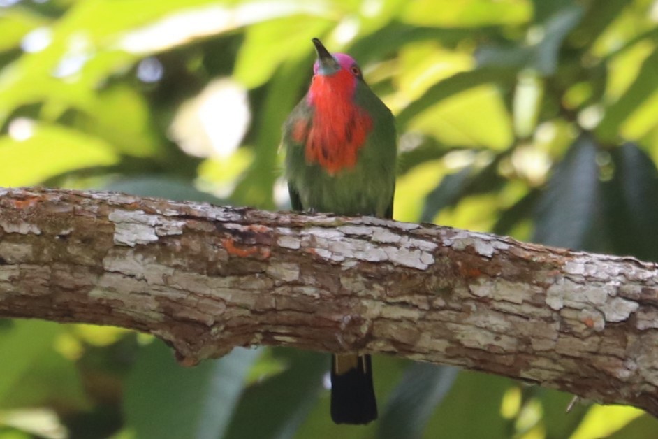 Red-bearded Bee-eater - ML623275175