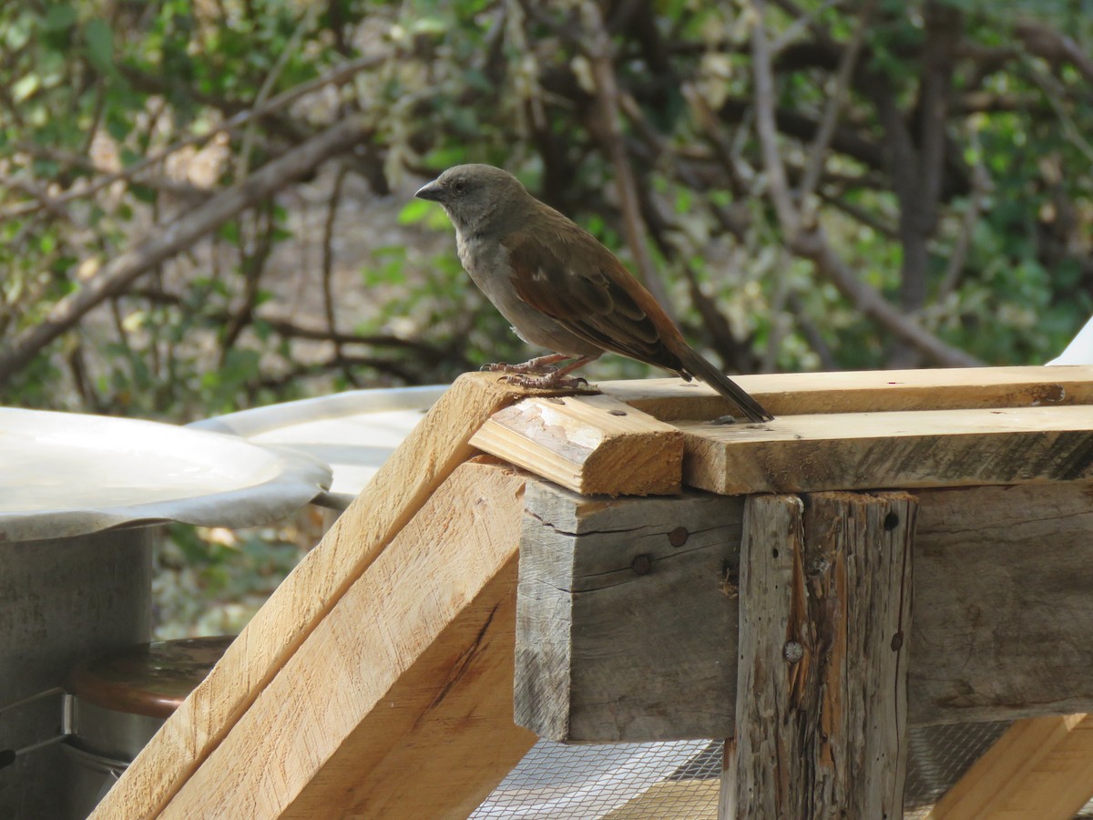 Parrot-billed Sparrow - ML623275213