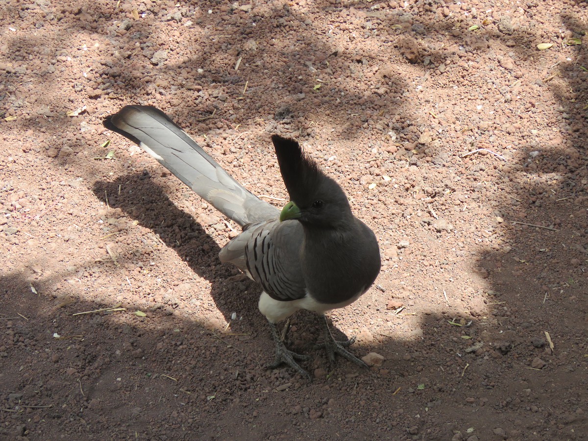 White-bellied Go-away-bird - ML623275256