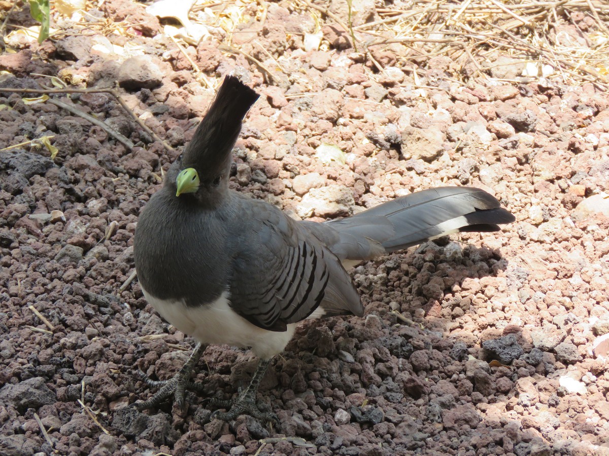 White-bellied Go-away-bird - ML623275257