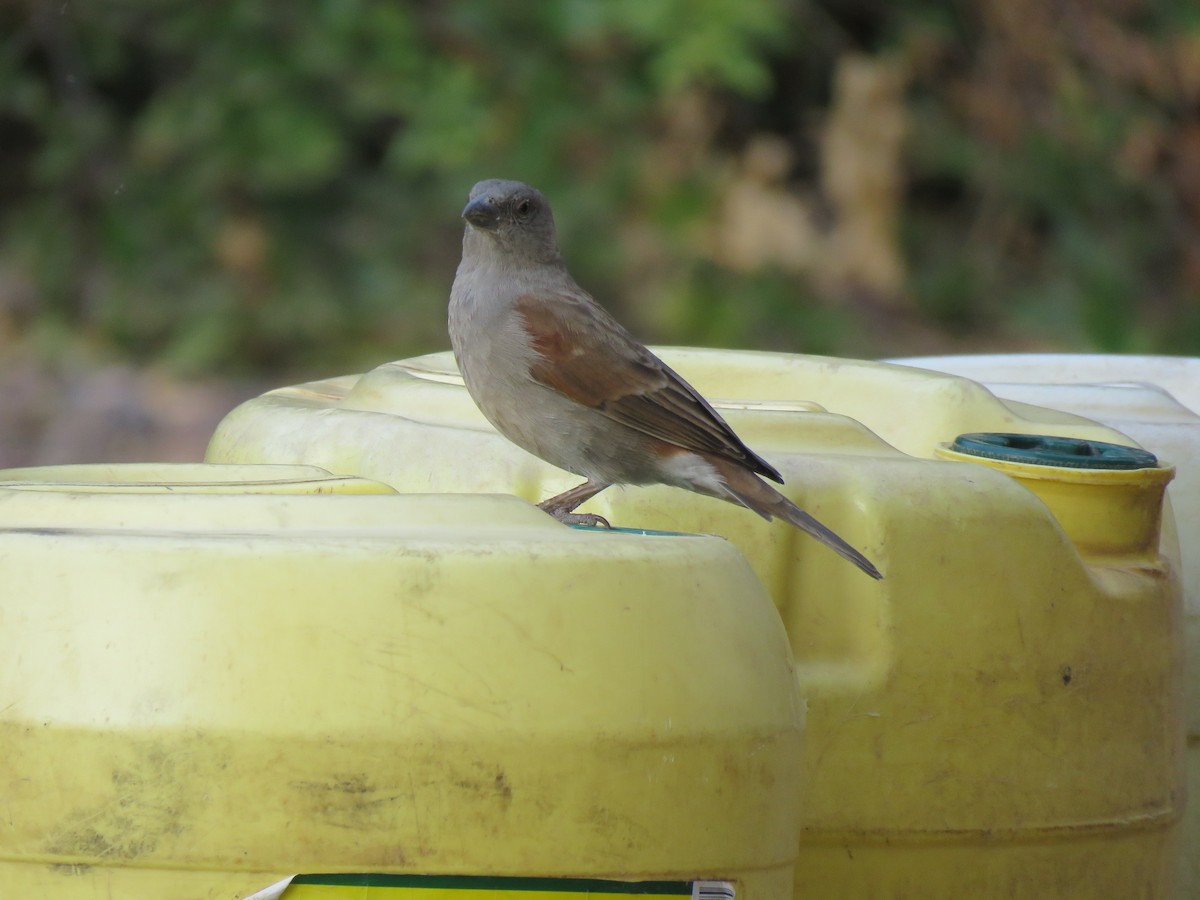 Parrot-billed Sparrow - ML623275320