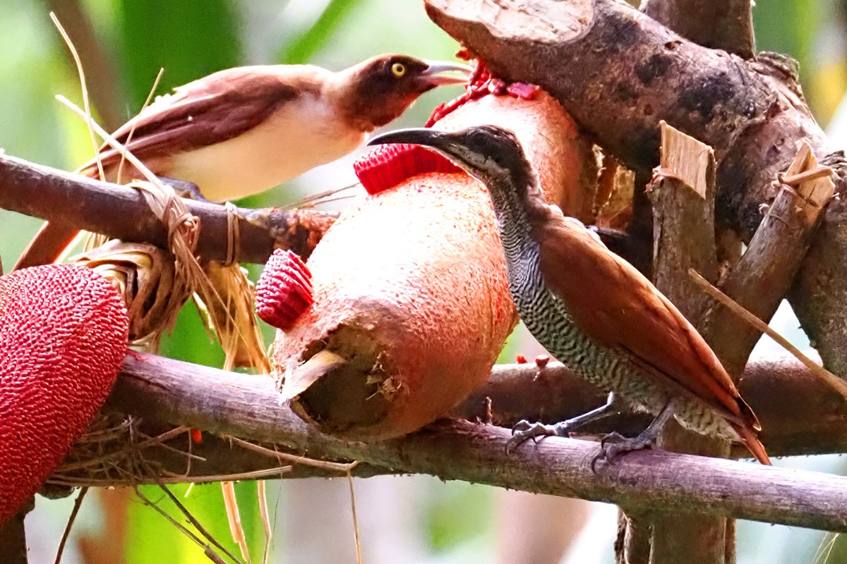 Magnificent Riflebird - ML623275365