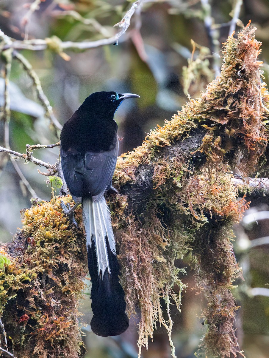 Splendid Astrapia - Per Smith