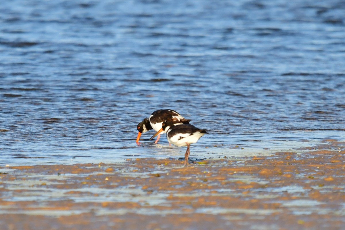 Eurasian Oystercatcher - ML623275443