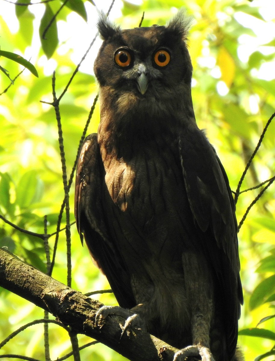 Dusky Eagle-Owl - ML623275454