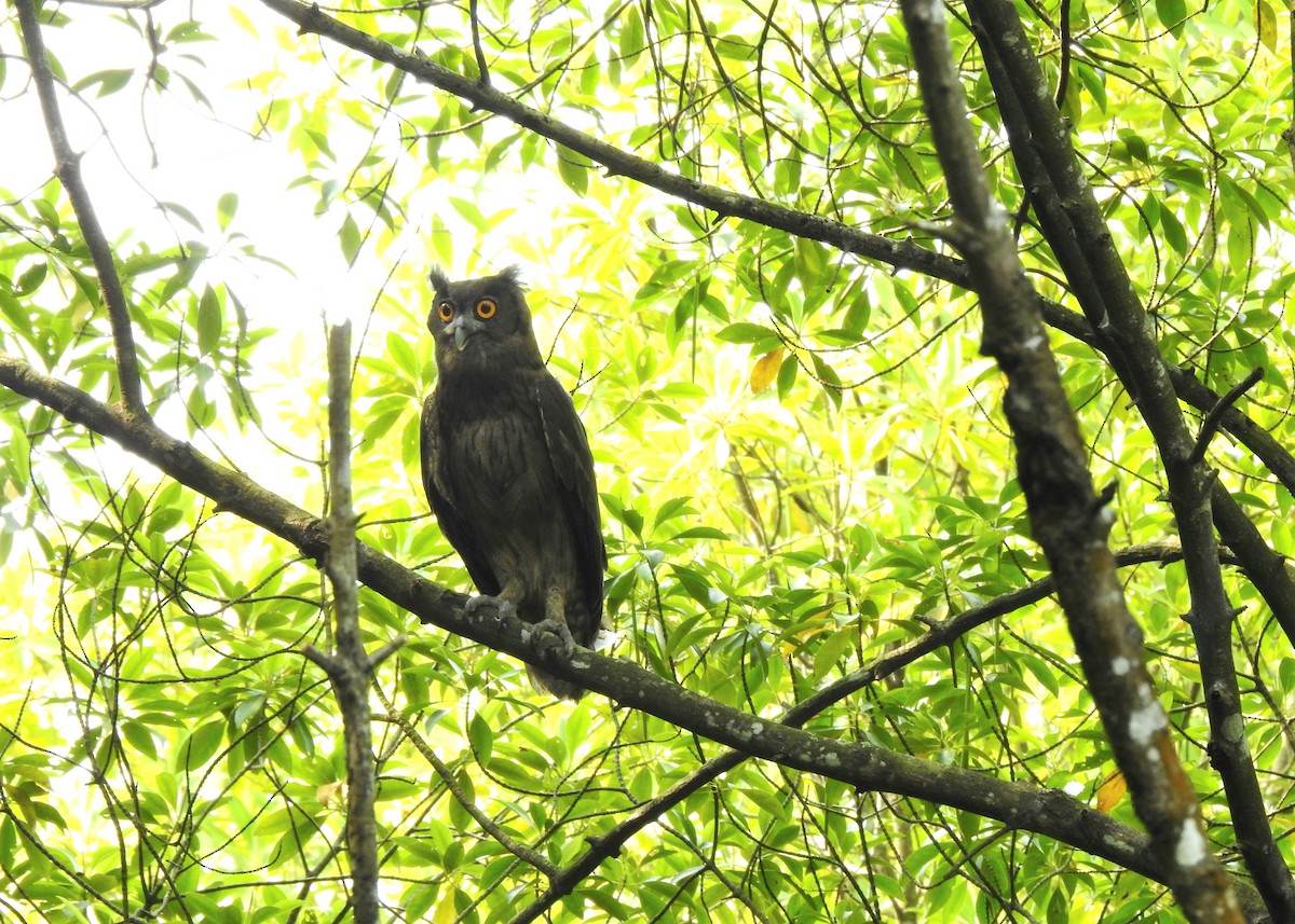 Dusky Eagle-Owl - ML623275455