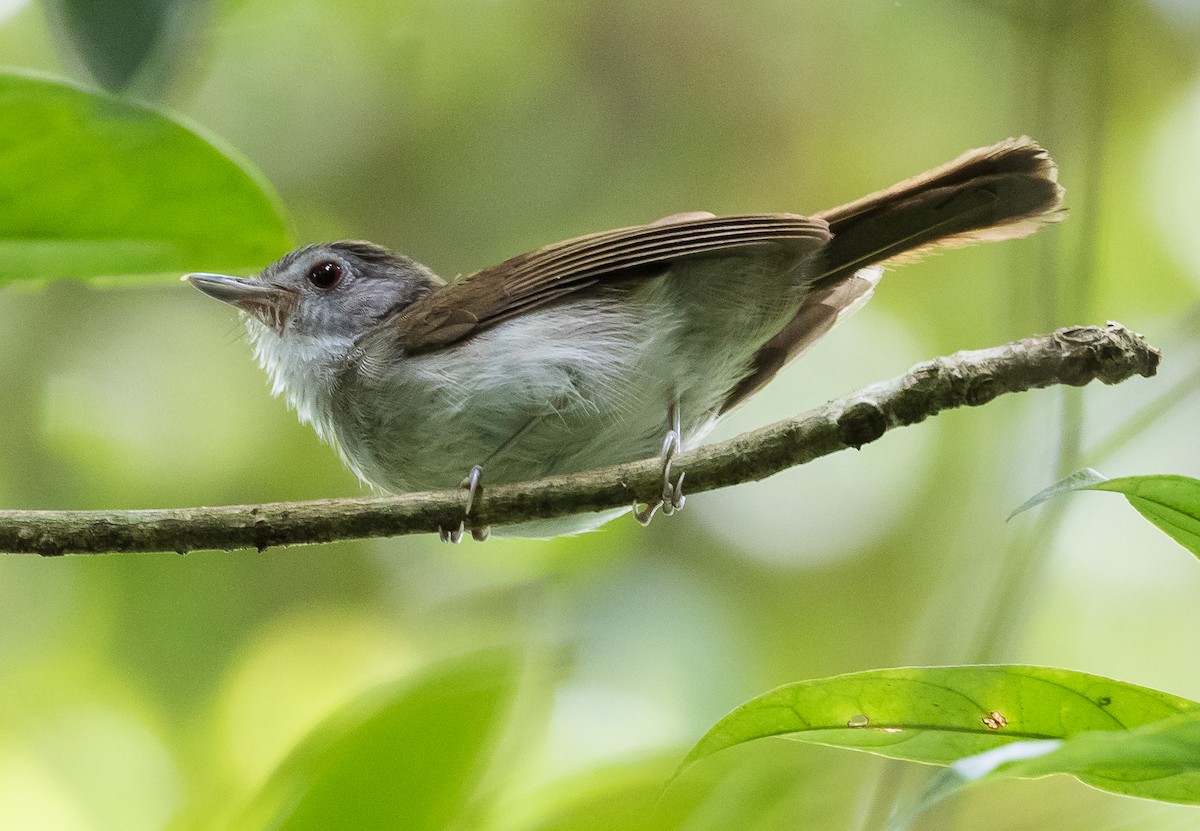 Sooty-capped Babbler - ML623275516