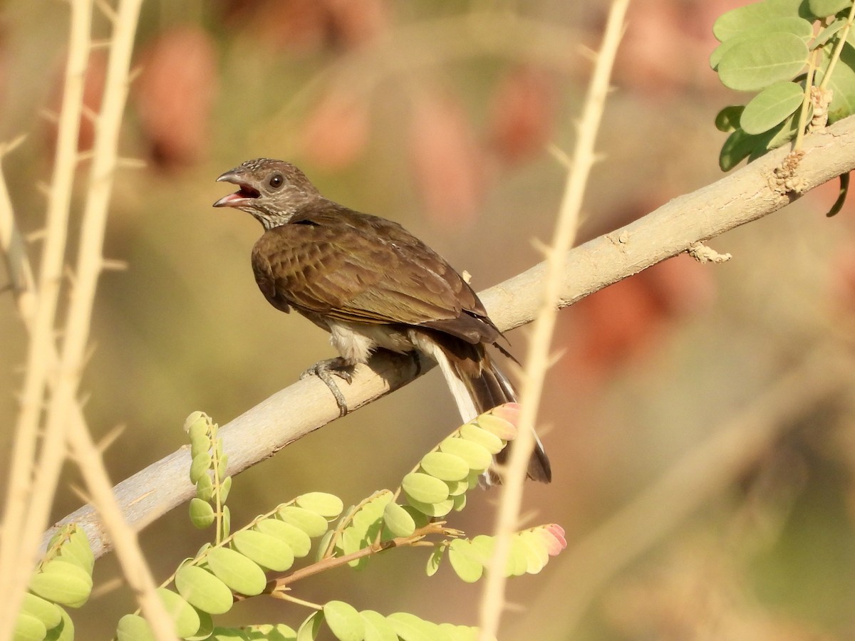 Scaly-throated Honeyguide - ML623275545