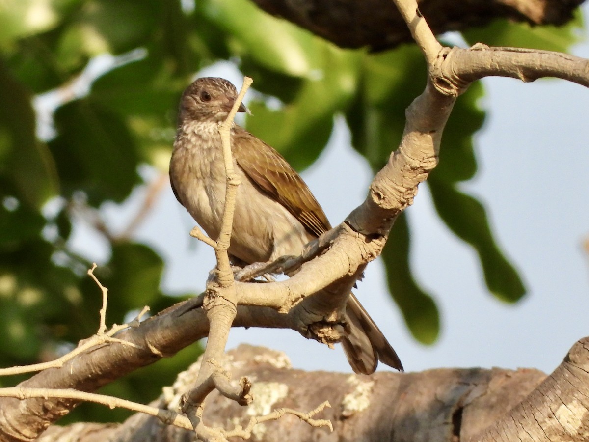 Scaly-throated Honeyguide - ML623275546