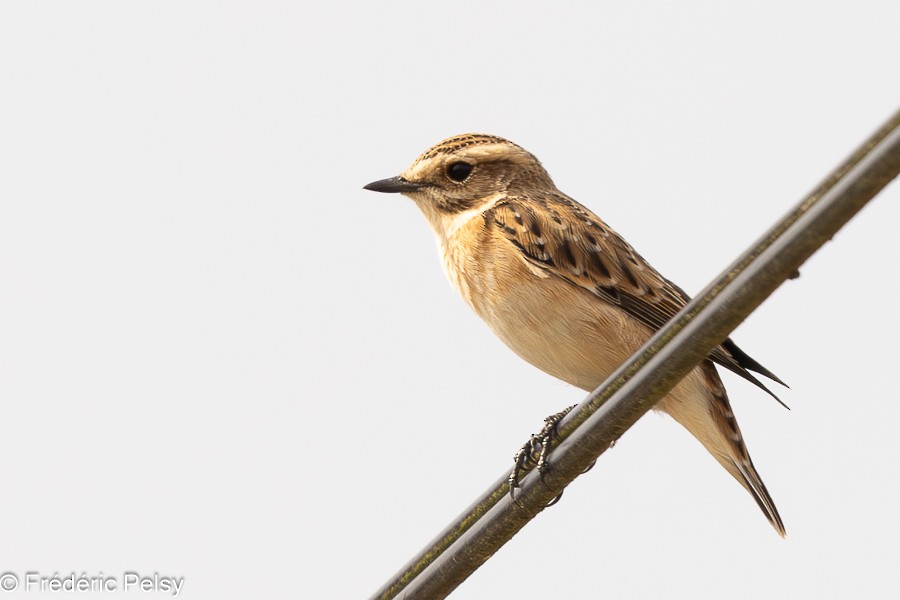 Whinchat - ML623275551