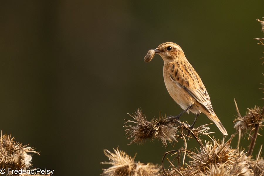 Whinchat - ML623275552