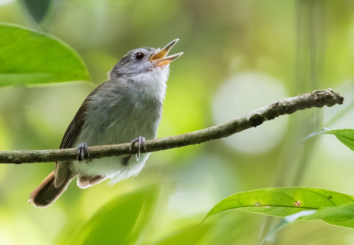 Sooty-capped Babbler - ML623275596