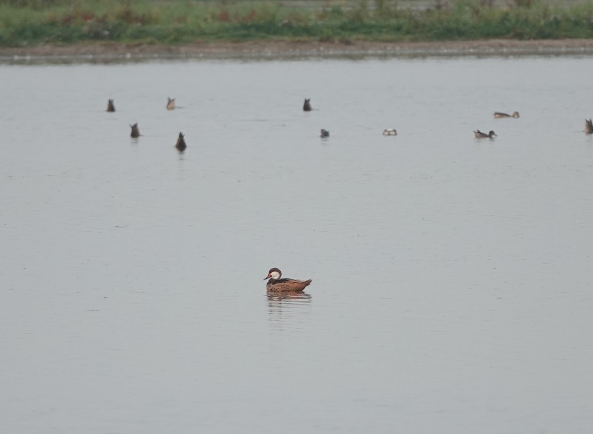 White-cheeked Pintail (White-cheeked) - ML623275600