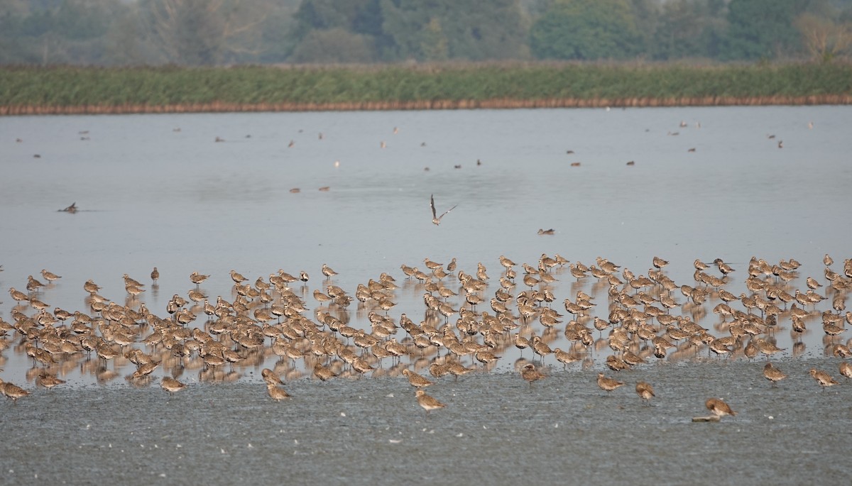 European Golden-Plover - ML623275633