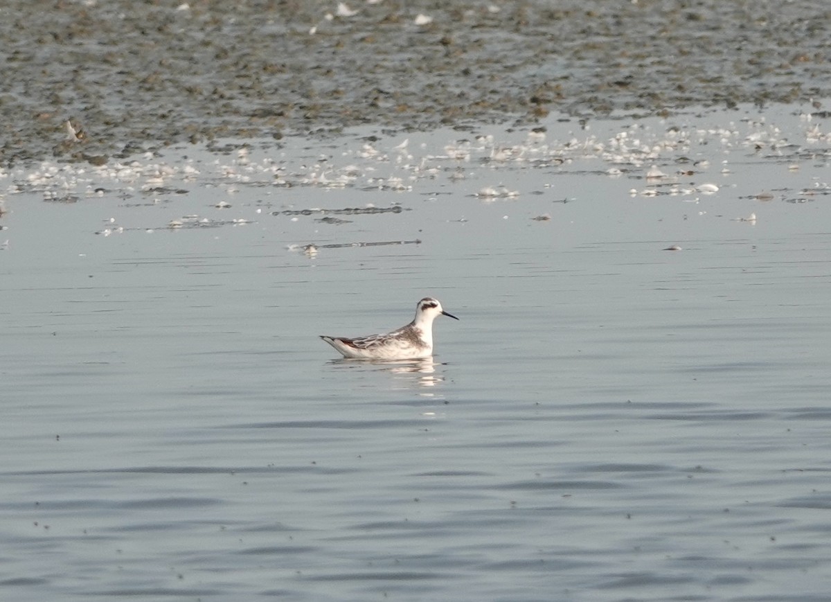 Red-necked Phalarope - ML623275652