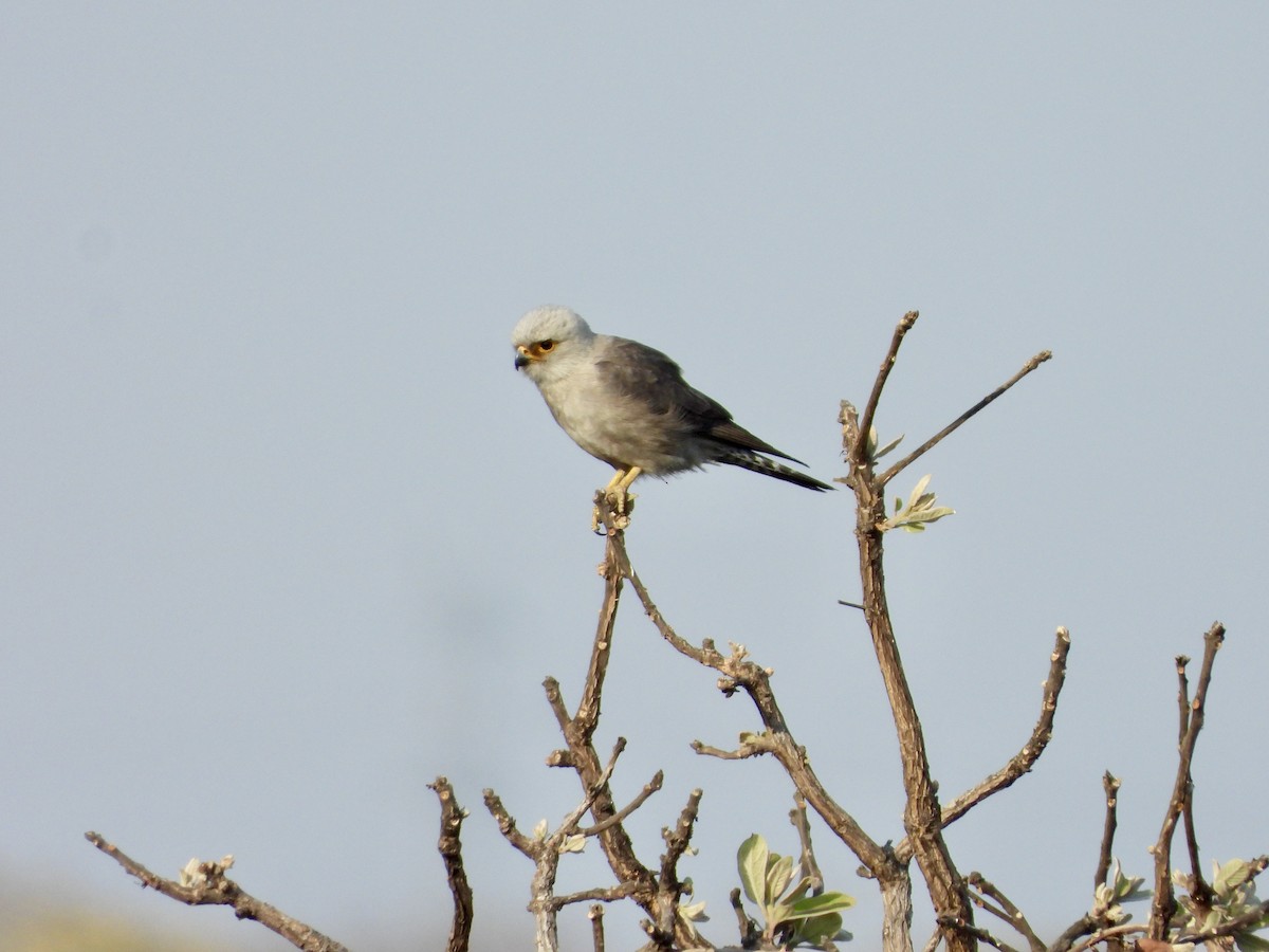 Dickinson's Kestrel - ML623275656