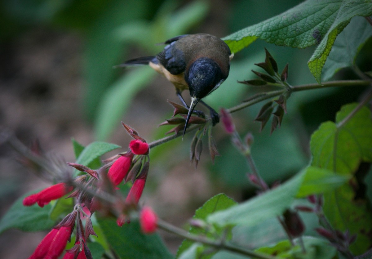 Eastern Spinebill - ML623275689