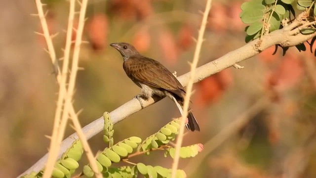 Scaly-throated Honeyguide - ML623275692