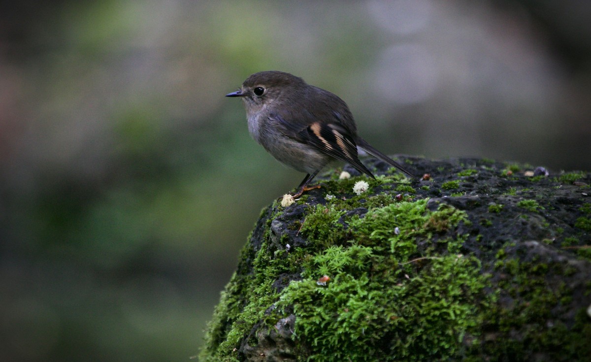 Pink Robin - ML623275698