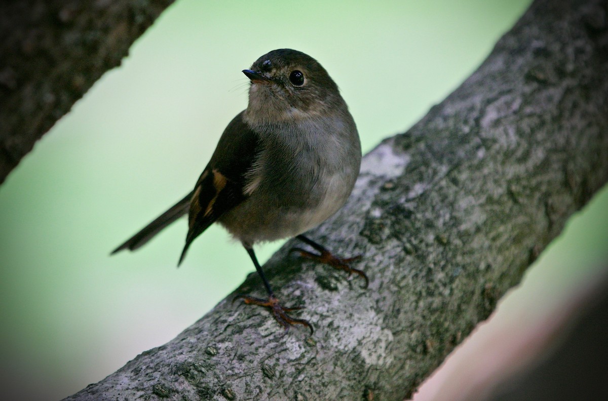 Pink Robin - ML623275706