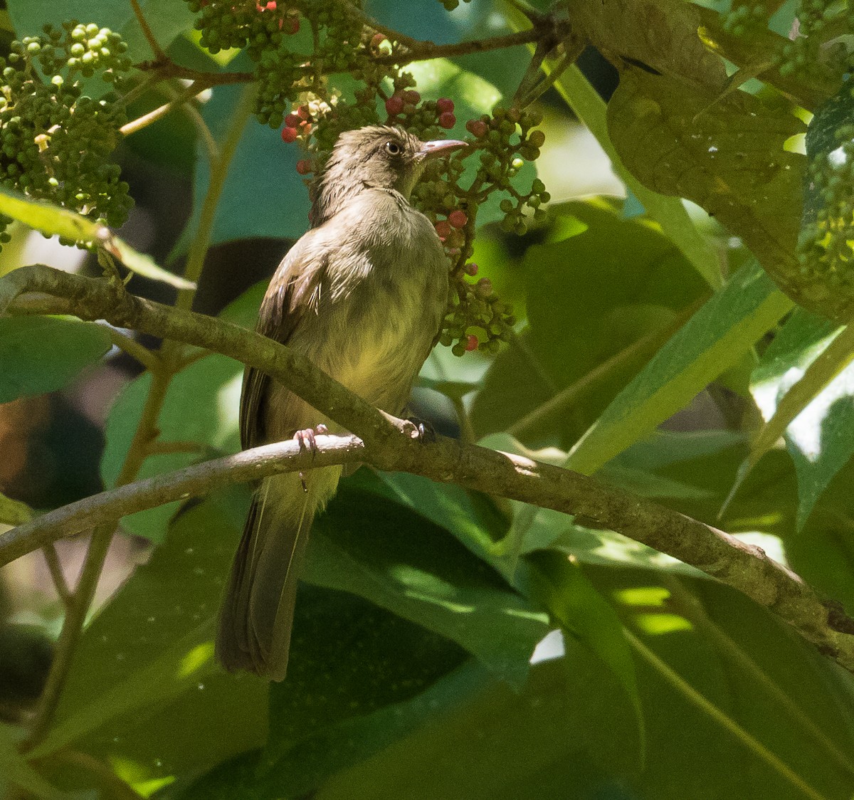 Cream-eyed Bulbul - ML623275743