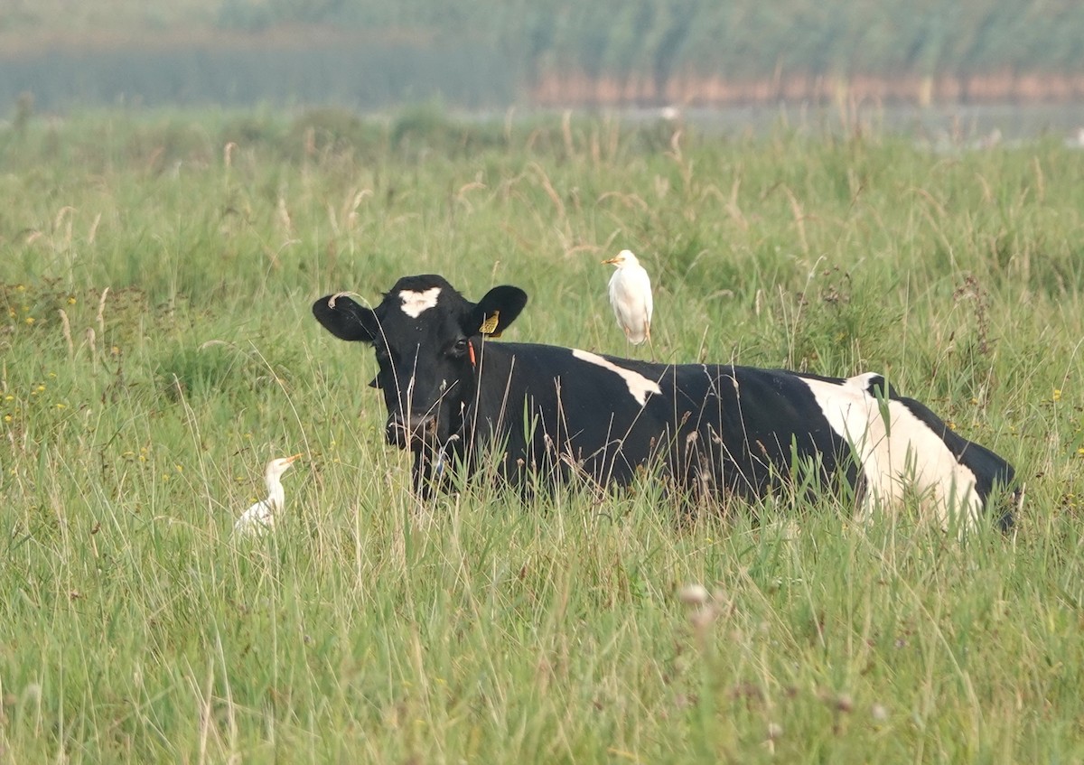 Western Cattle Egret - ML623275771