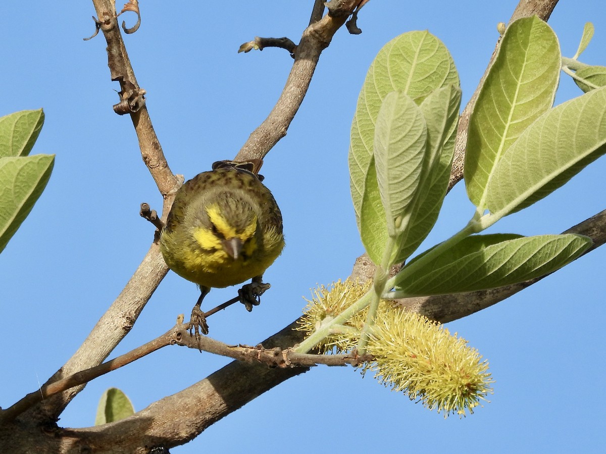 Yellow-fronted Canary - ML623275778