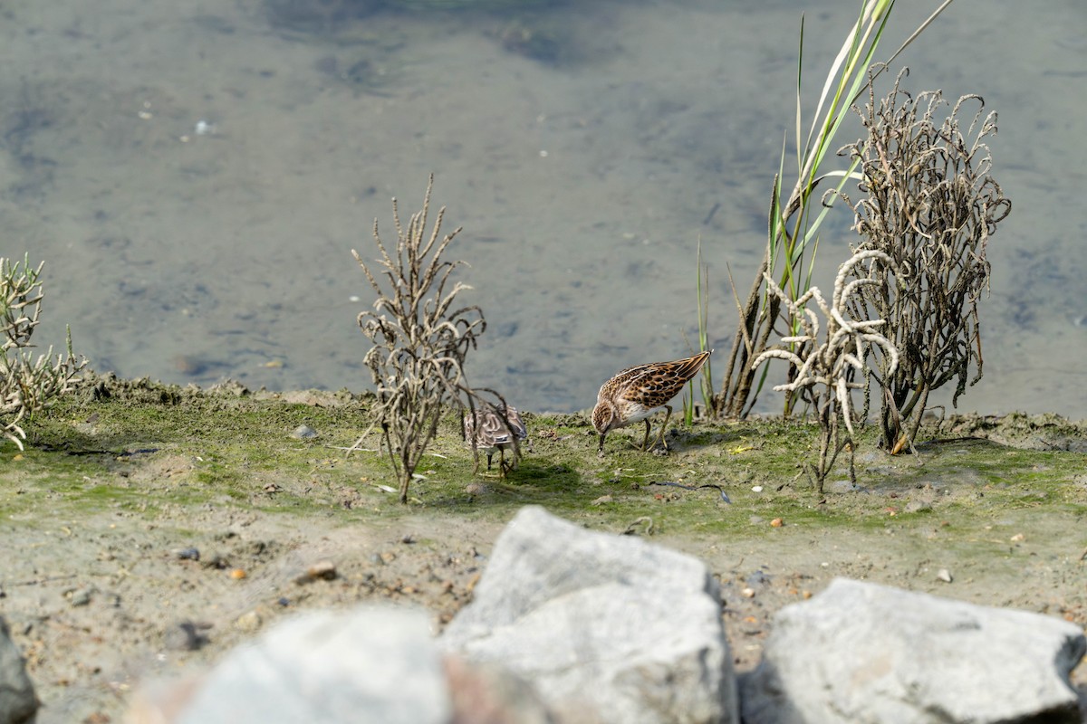 Least Sandpiper - ML623275799