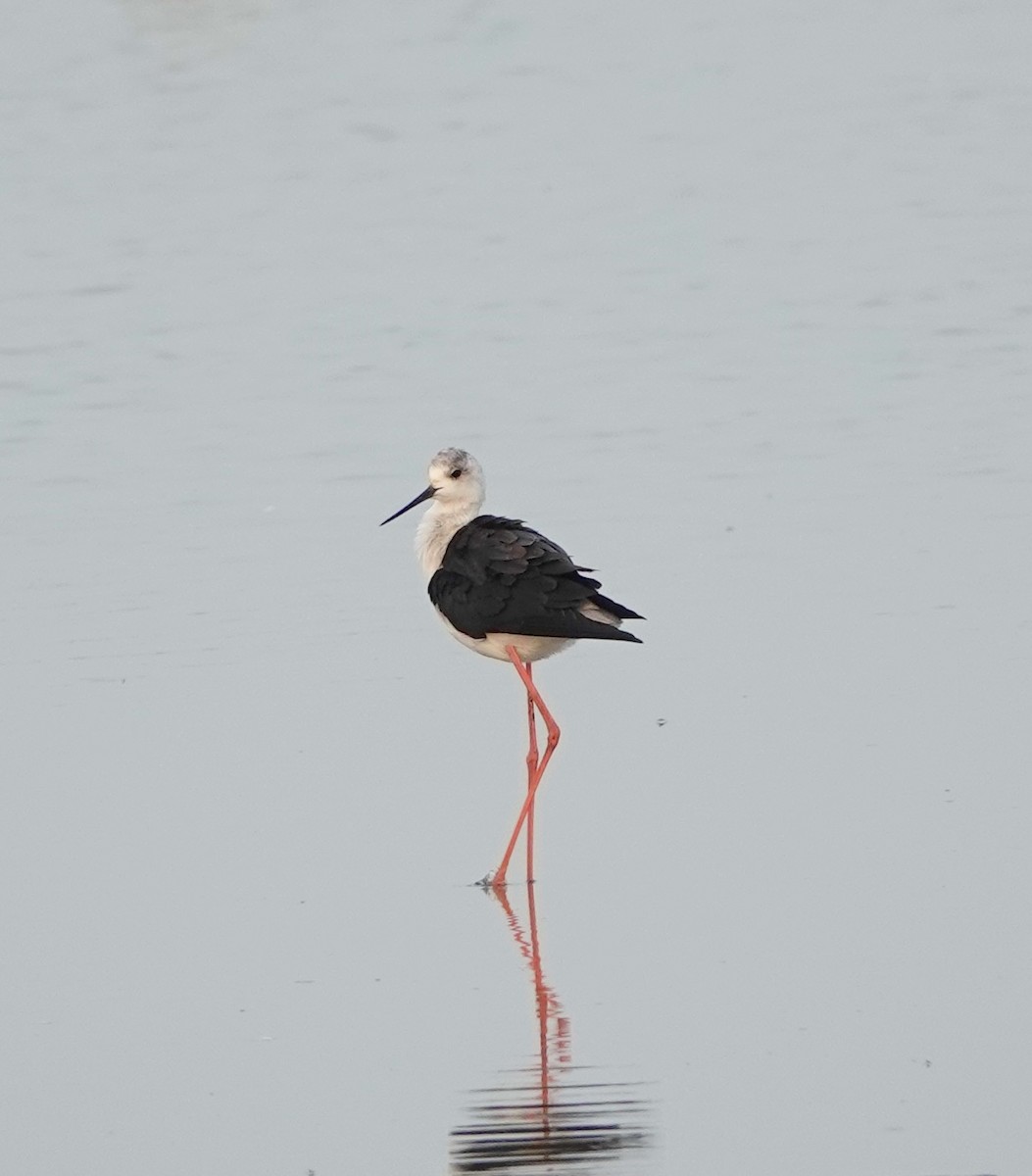 Black-winged Stilt - ML623275830