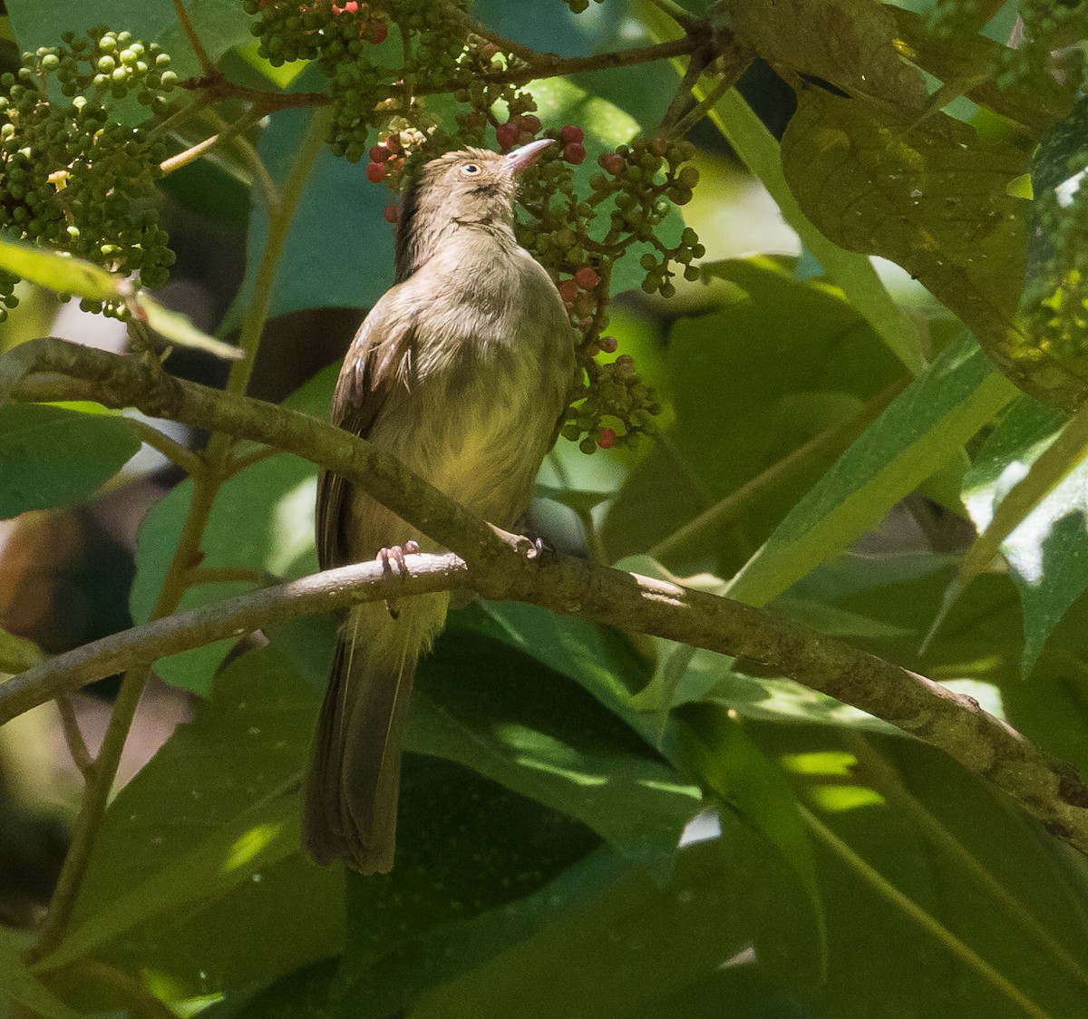 Cream-eyed Bulbul - ML623275840