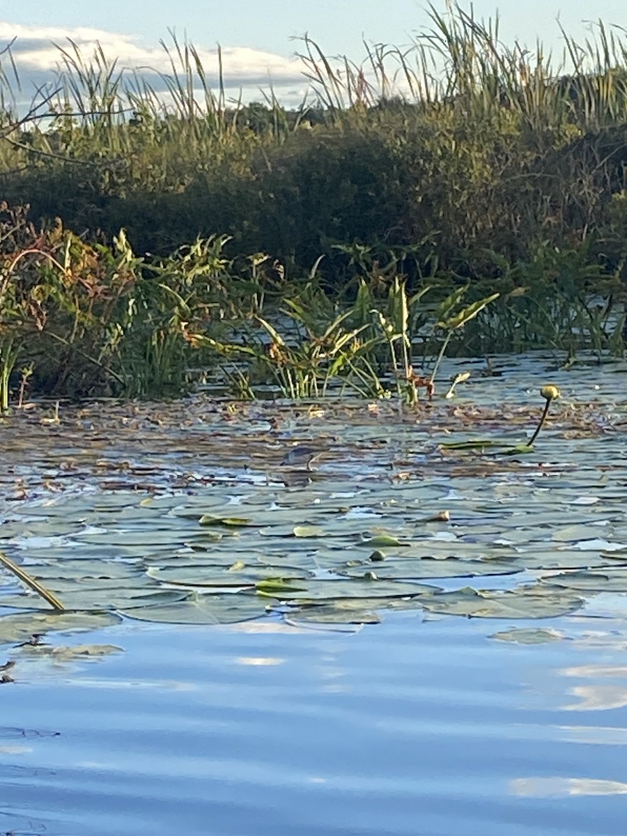 Semipalmated Sandpiper - ML623275882