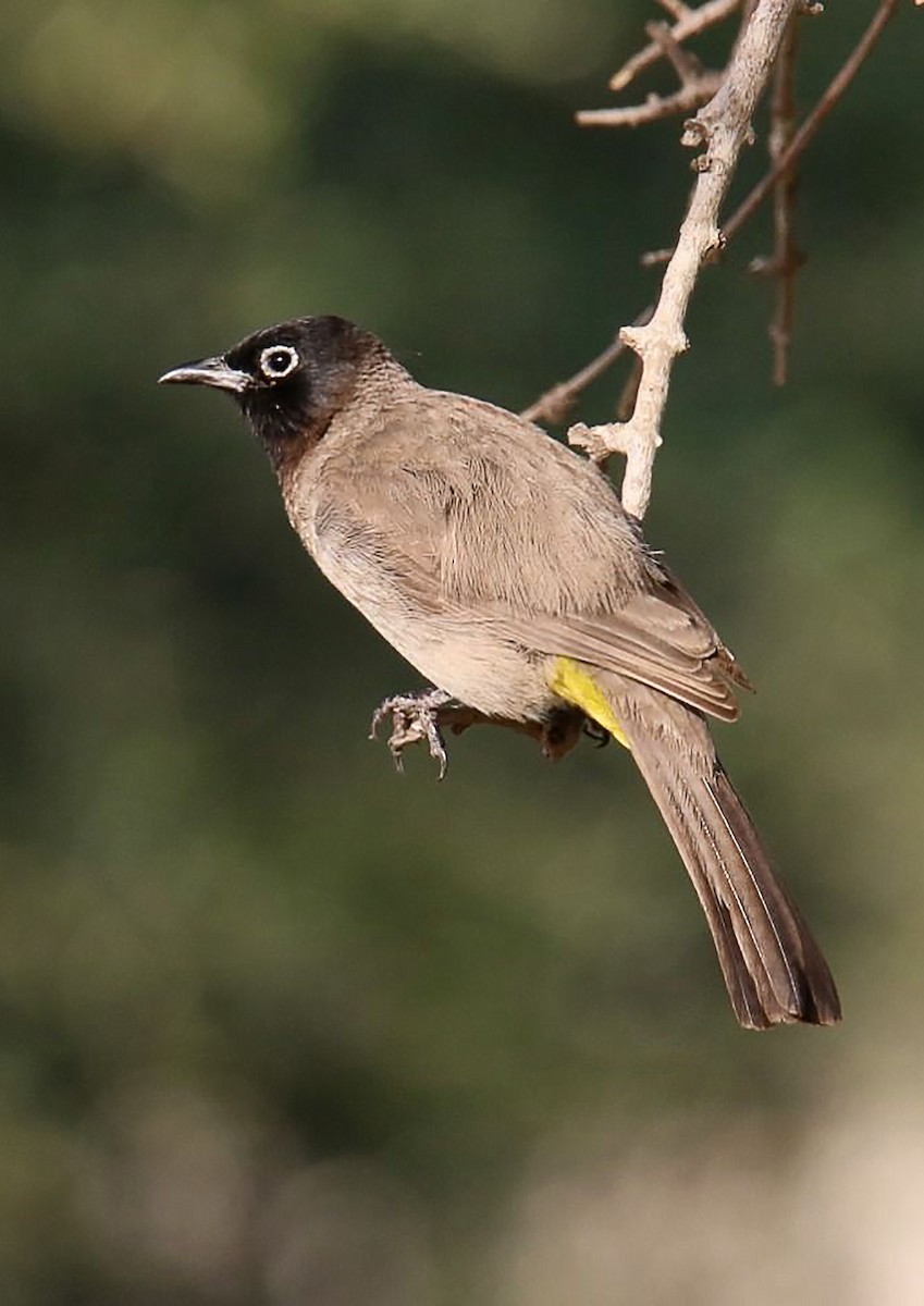 White-spectacled Bulbul - ML623275883