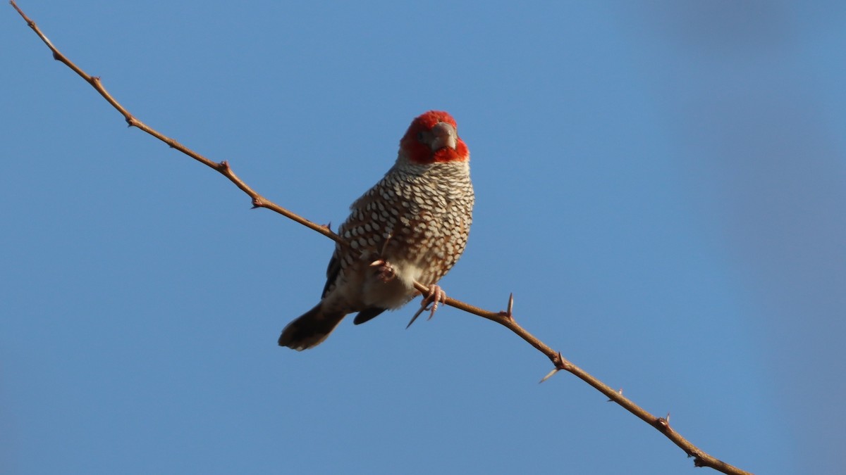 Red-headed Finch - ML623275981