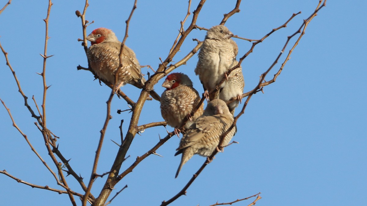 Red-headed Finch - ML623275982