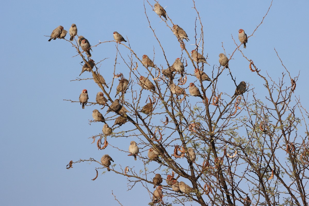 Red-headed Finch - ML623275983