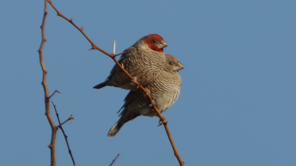 Red-headed Finch - Bez Bezuidenhout