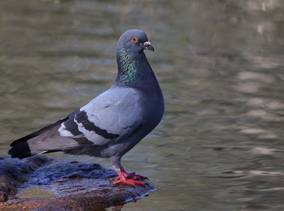 Rock Pigeon (Feral Pigeon) - ML623276021