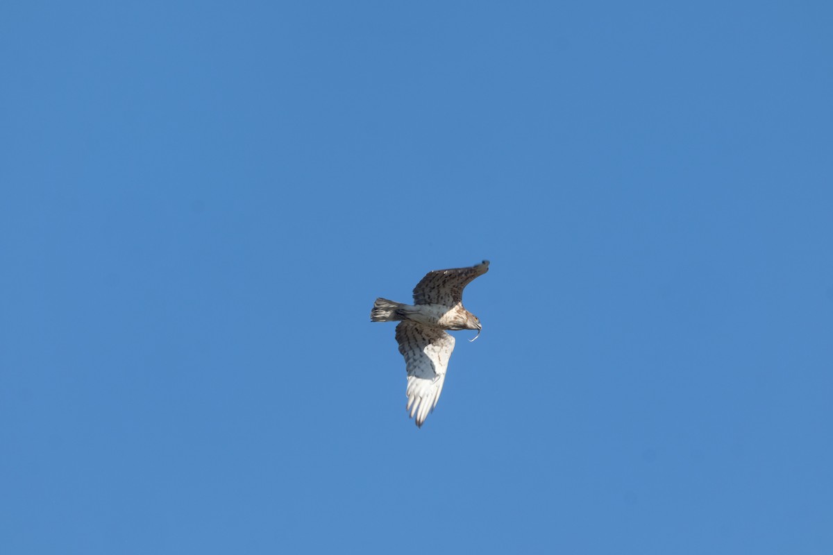 Short-toed Snake-Eagle - Andrea Reichel