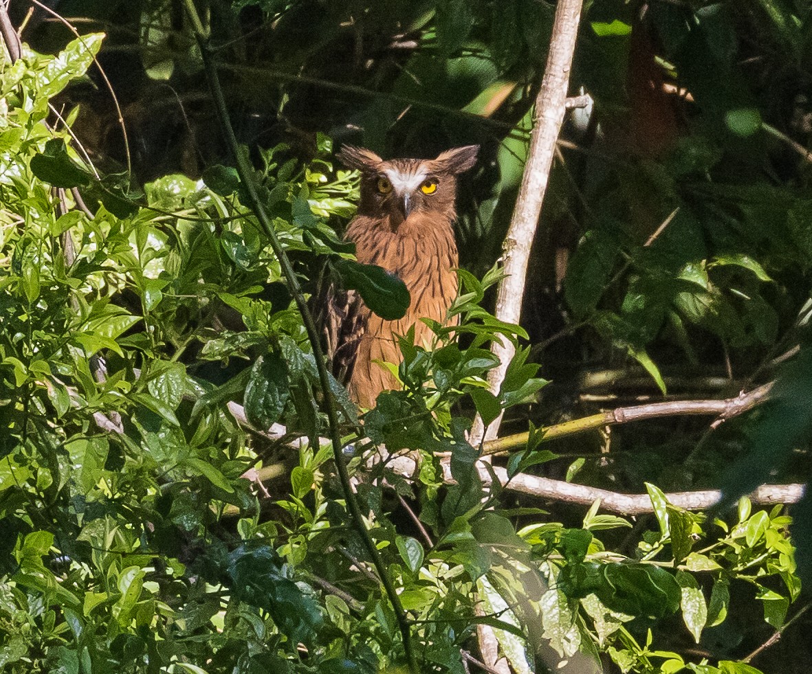 Buffy Fish-Owl - ML623276074