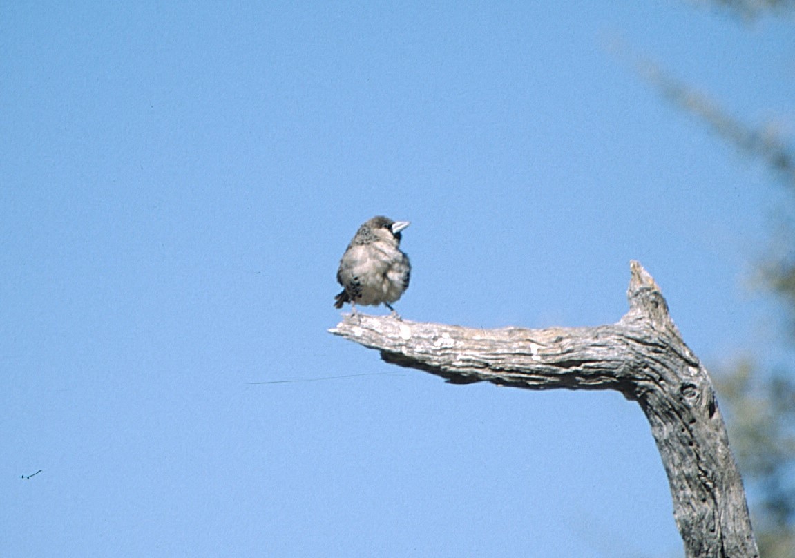 Sociable Weaver - ML623276080