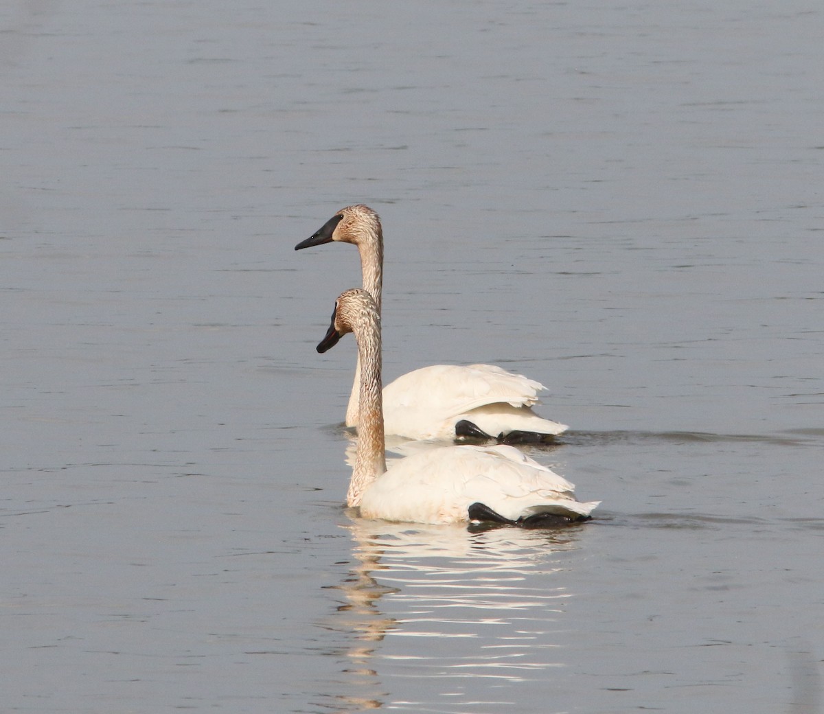 Trumpeter Swan - Beth Poole