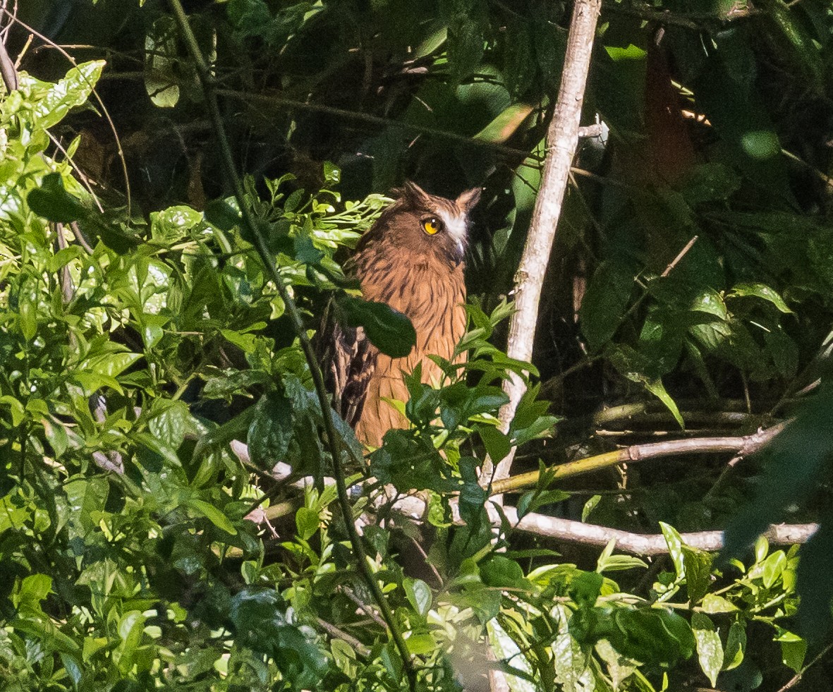 Buffy Fish-Owl - ML623276290