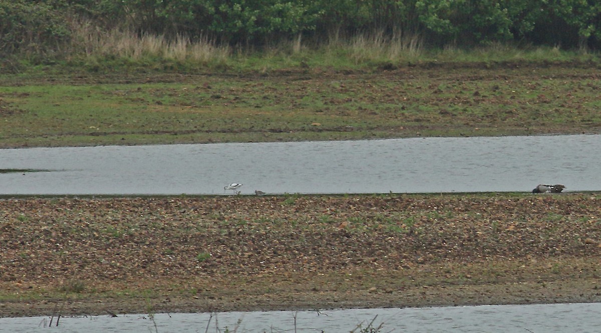 Black-bellied Plover - Andrew Steele