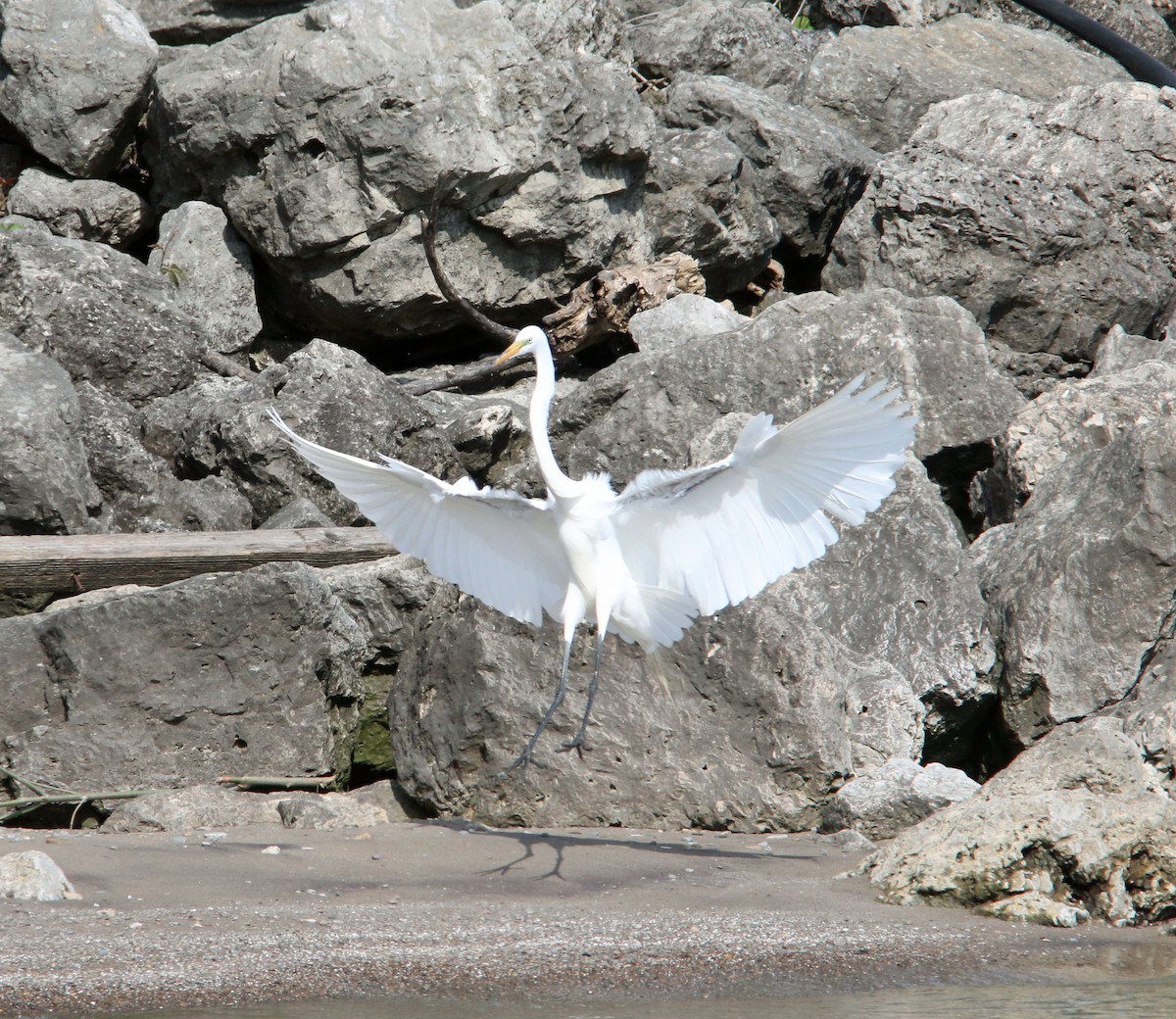 Great Egret - ML623276352