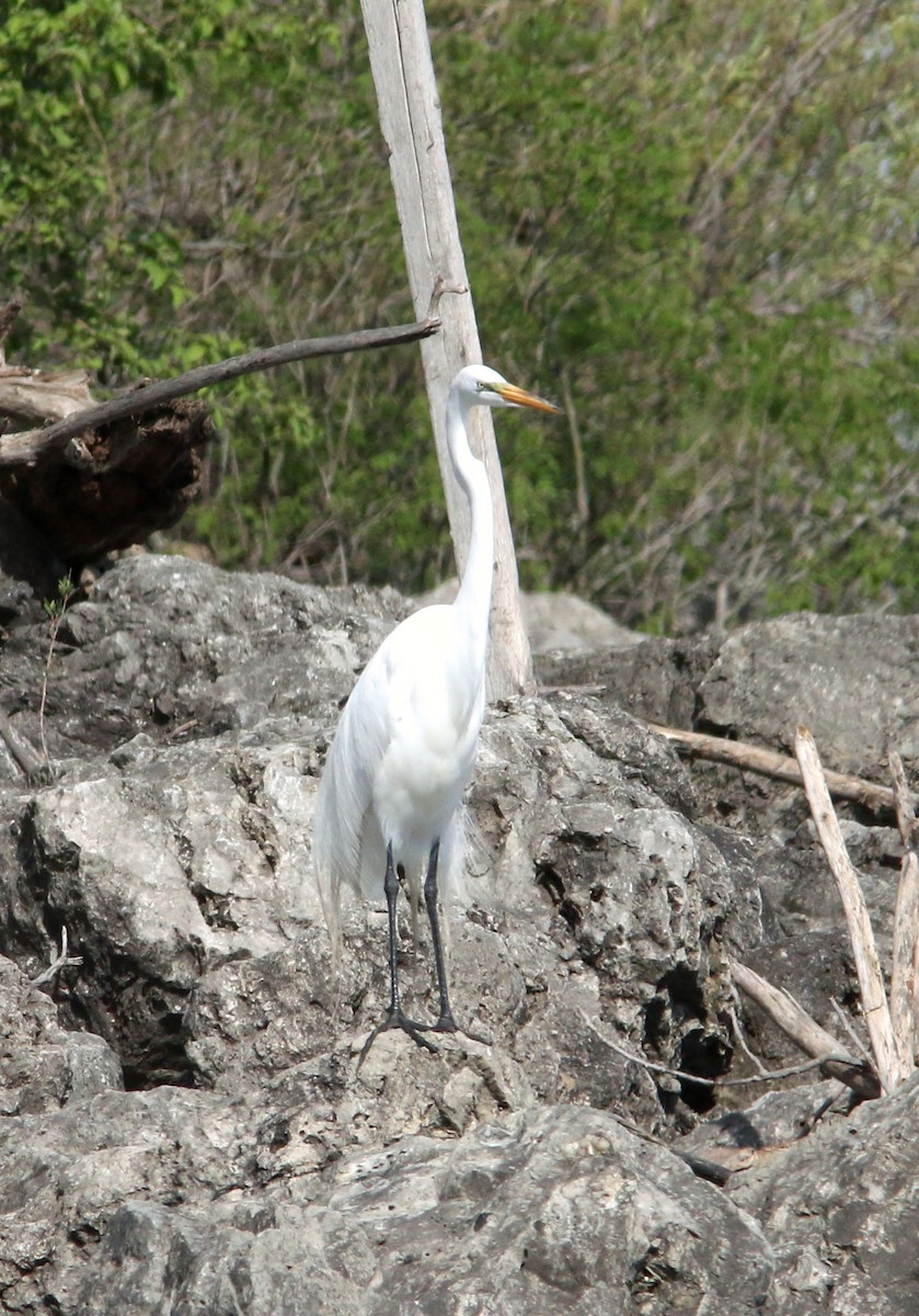 Great Egret - ML623276353