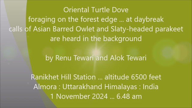 Oriental Turtle-Dove - ML623276382