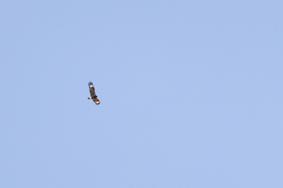 Black-breasted Kite - Kye Turnbull