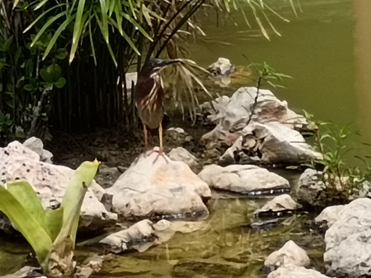 Green Heron - Mário Estevens