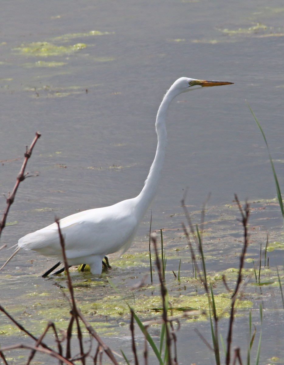 Great Egret - ML623276509