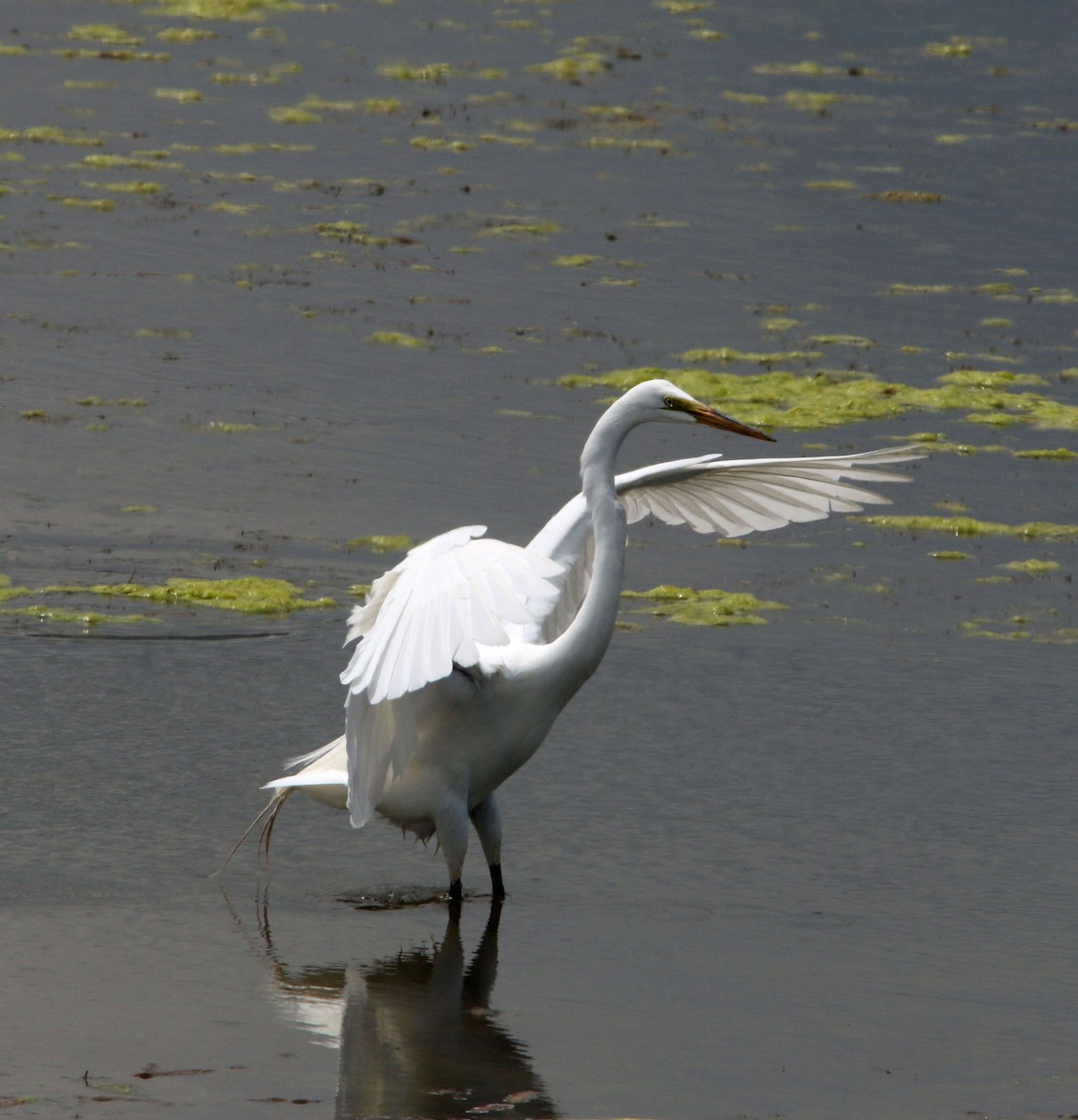 Great Egret - ML623276510